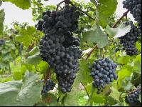 Weinlesen 78