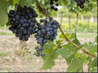 Weinlesen 79