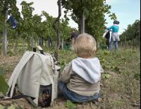Weinlesen 80