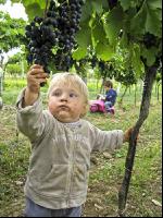 Weinlesen 81