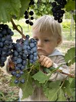 Weinlesen 85