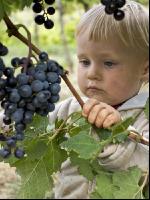 Weinlesen 57