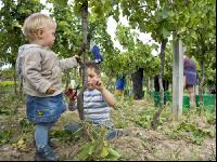 Weinlesen 91