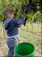 Weinlesen 92