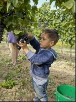 Weinlesen 93