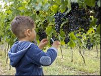 Weinlesen 94