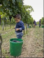 Weinlesen 95