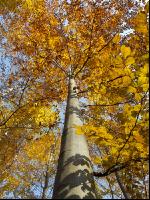 Buchen Herbsfärbung 1