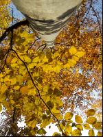 Buchen Herbsfärbung 2