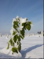 winterimpressionen 3