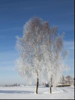 winterimpressionen 7