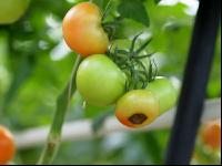 Tomaten Blütenendfäule 2