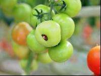 Tomaten Blütenendfäule 1