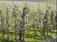 Apfel Blüte 17
