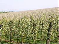 Apfel Blüte 16