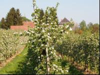 Apfel Blüte 15