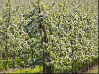 Apfel Blüte 14