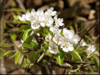 Birne Blüte 20