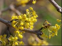 Kornelkirsche Blüte 4