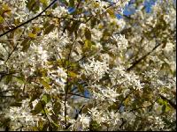 Felsenbirne Blüte 5