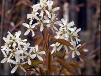 Felsenbirne Blüte 4