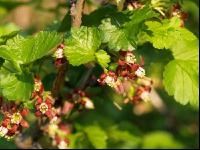 Jostabeere Blüte 2