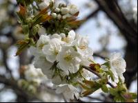 Kirsche Blüte 17