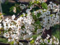 Kirsche Blüte 21