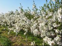 Kirsche Blüte 18