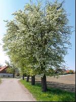 Mostbirne 2