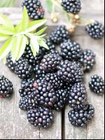 Brombeeren 1