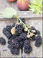 Brombeeren 3