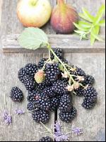 Brombeeren 4