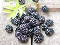 Brombeeren 2