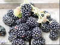 Brombeeren 5