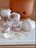 Knoblauch 7