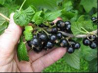 Johannisbeere Ernte 7