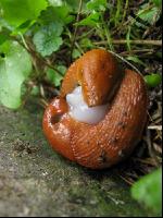 Wegschnecke 6