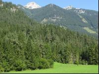 Bergwald 10