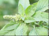 Amaranth