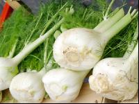 Knollenfenchel 1