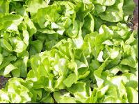 Salatbeet 2