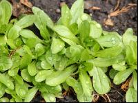 Feldsalat 9