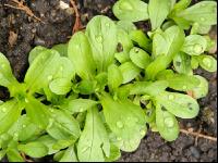 Feldsalat 8