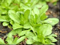 Feldsalat 7
