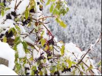 Holunderbeeren 4