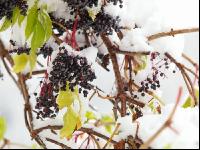 Holunderbeeren 1