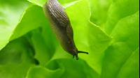 Wegschnecke 5