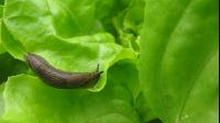 Wegschnecke 4