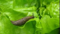 Wegschnecke 1